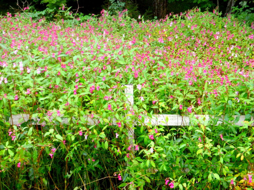 Purple Plants.